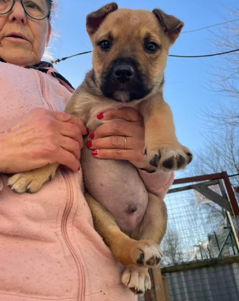 SPLENDIDO CUCCIOLOTTO AMSTAFF | Foto 5