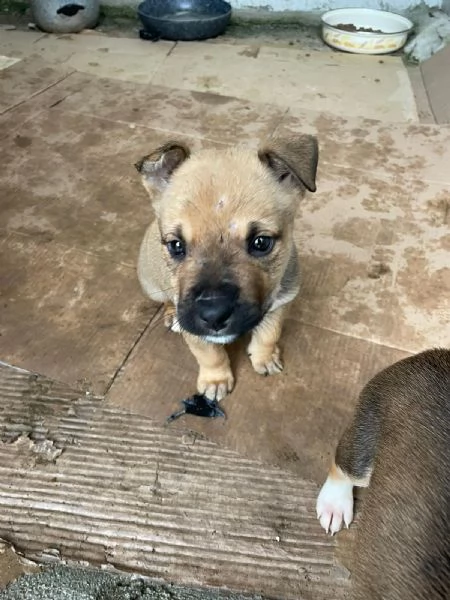 SPLENDIDO CUCCIOLOTTO AMSTAFF | Foto 1