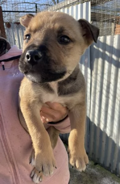 MUFFIN ASPETTA TE | Foto 1