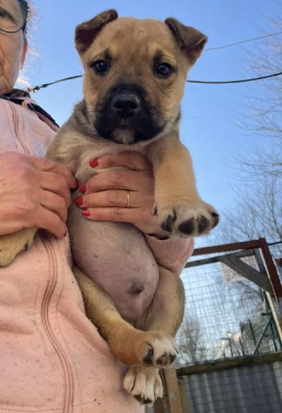 MUFFIN ASPETTA TE | Foto 0