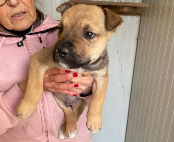 IL DOLCISSIMO MUFFIN