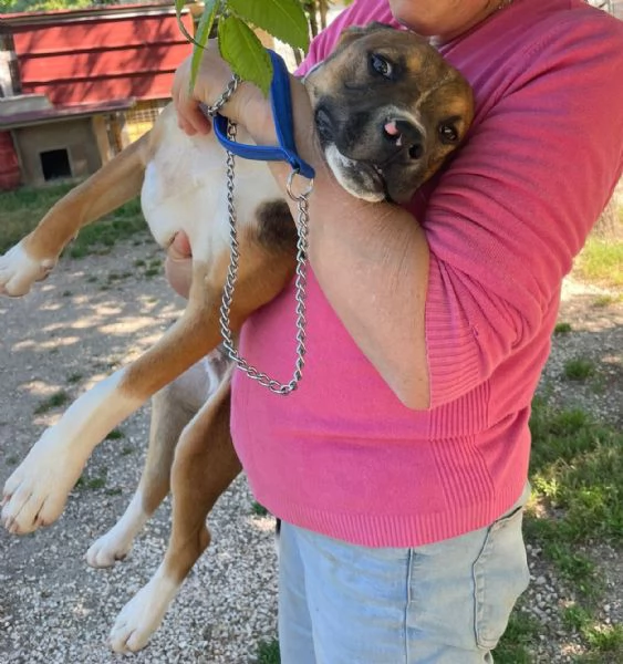 CHOCO CUCCIOLO MIX PITT | Foto 3