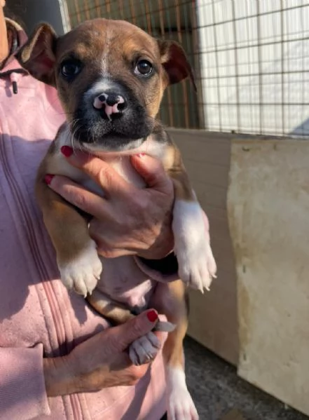 CHOCO CUCCIOLO MIX PITT | Foto 2