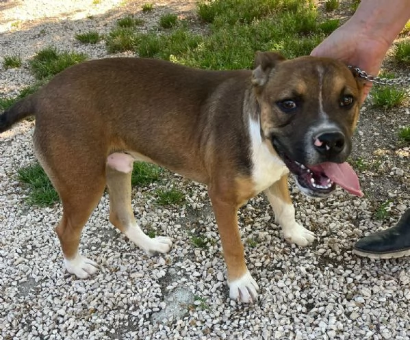 CHOCO CUCCIOLO MIX PITT | Foto 0