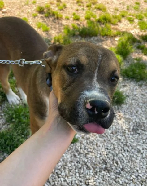 CHOCO CUCCIOLO MIX PITT