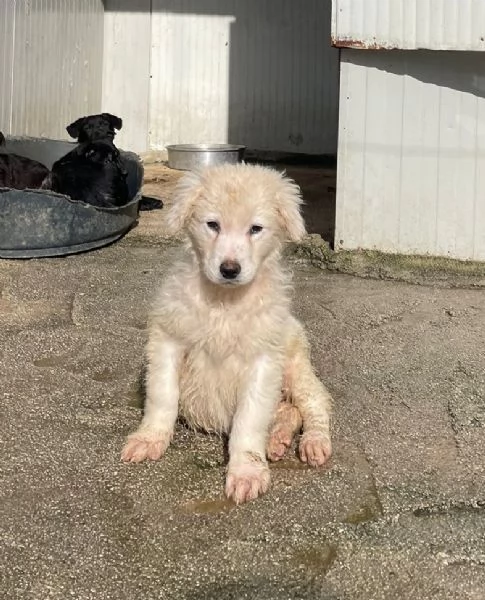 DUE DOLCI PECORELLE | Foto 2