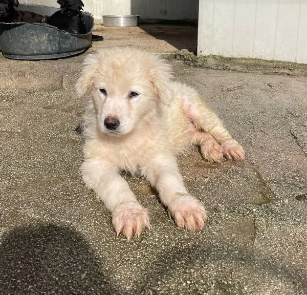 DUE DOLCI PECORELLE | Foto 0