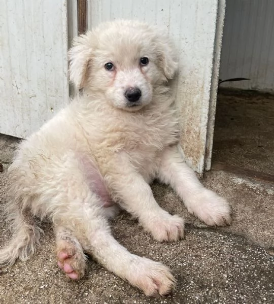 DUE DOLCI PECORELLE | Foto 0