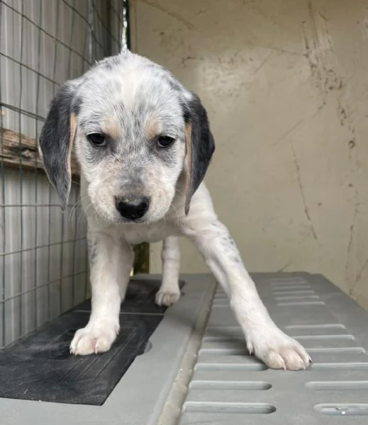 SOS TENERA SIRYA | Foto 4