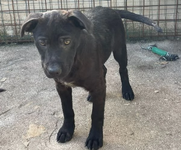 SOS TENERO SIMON | Foto 4