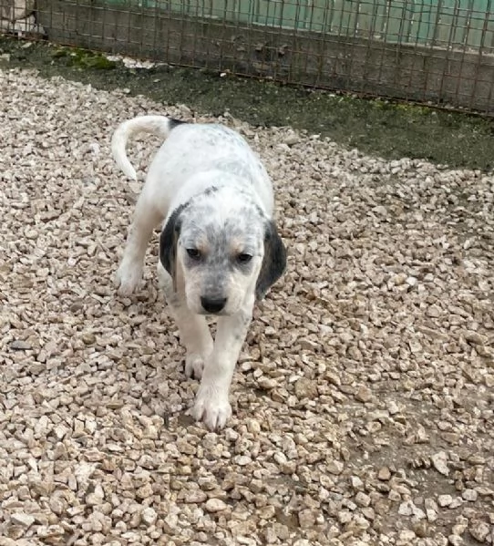 SOS TENERA SIRYA | Foto 1