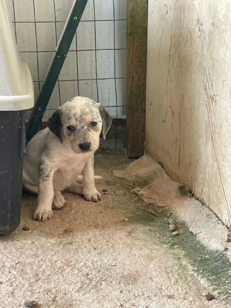 SOS TENERA SIRYA | Foto 0