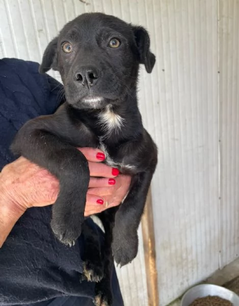 SOS TENERO ALVIN | Foto 3