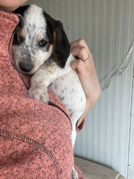 SOS TENERO COSMO | Foto 0