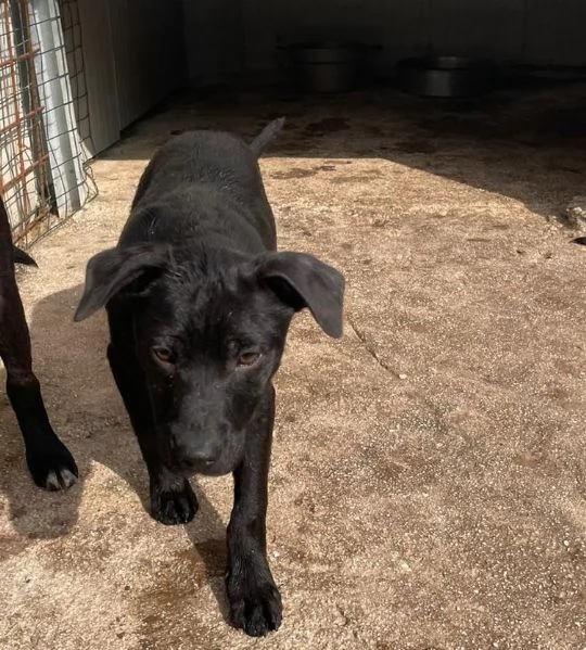 IL TENERO SIMON | Foto 3