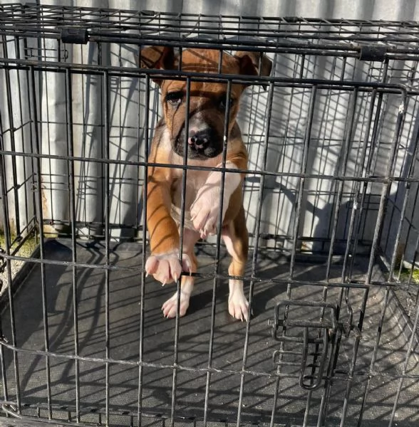 CHOCO MIX PITT | Foto 3