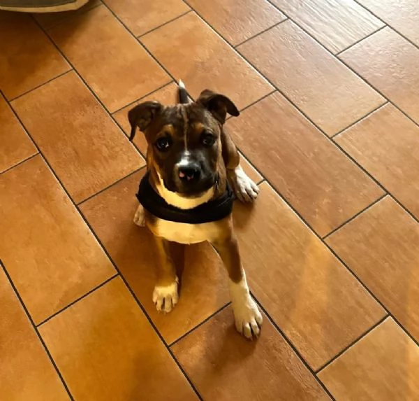 DEMON MIX PITT | Foto 1