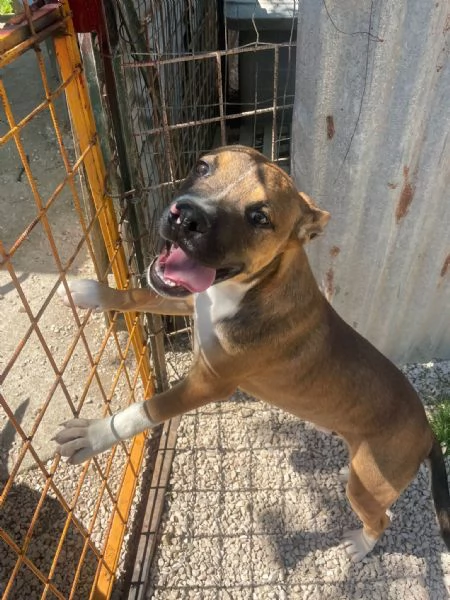 ADOTTA IL DOLCE CHOCO | Foto 2