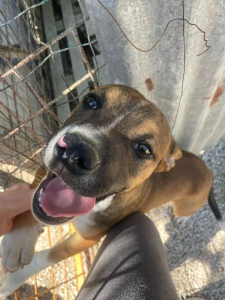 ADOTTA IL DOLCE CHOCO | Foto 0