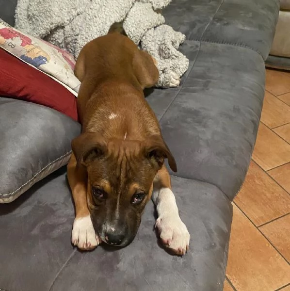 ADOTTA IL DOLCE DEMON | Foto 0