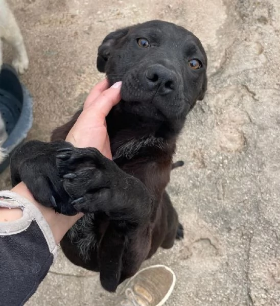 SIMON SIMIL LABRADORINO | Foto 4