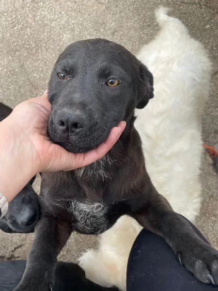 SIMON SIMIL LABRADORINO