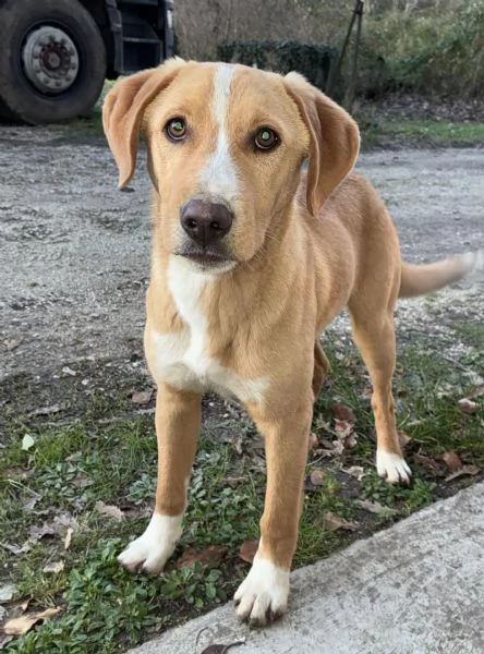 IL BELLISSIMO OLIVER