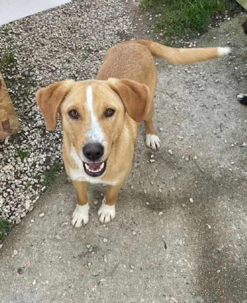 IL BELLISSIMO OLIVER | Foto 3