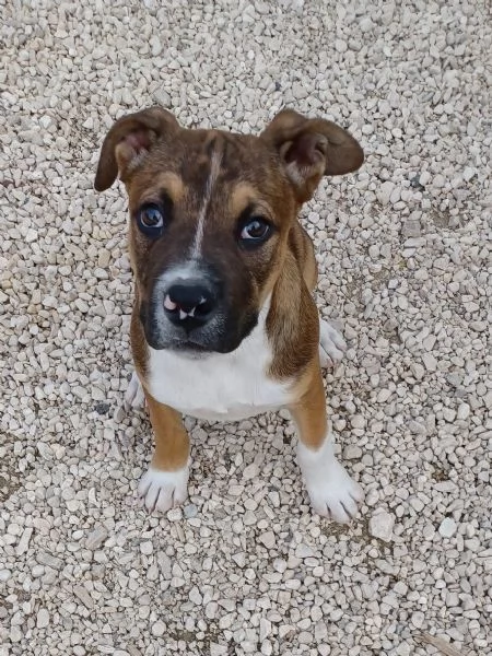 IL SIMPATICO CHOCO | Foto 3