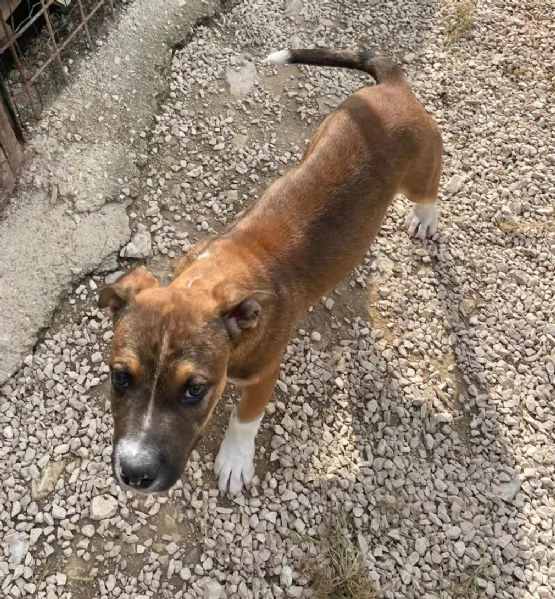 IL DOLCISSIMO CHOCO | Foto 1