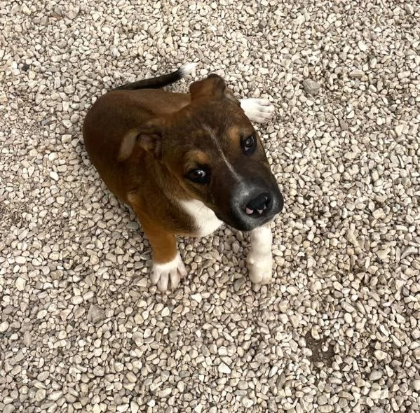 IL DOLCISSIMO CHOCO | Foto 0