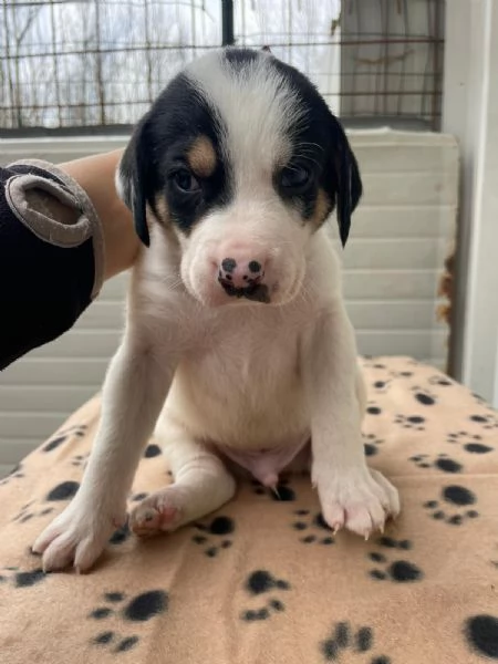 IL DOLCE LEONE | Foto 2