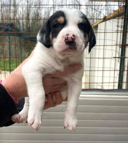 IL DOLCE LEONE | Foto 1