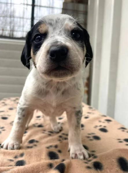 IL DOLCE COSMO | Foto 5