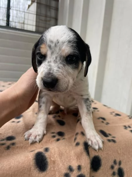 IL DOLCE COSMO | Foto 2