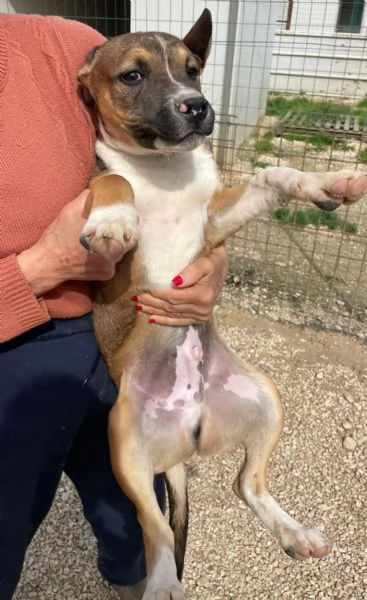 LO SPLENDIDO CHOCO | Foto 6