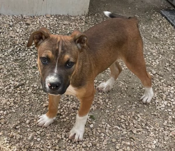 LO SPLENDIDO CHOCO | Foto 4