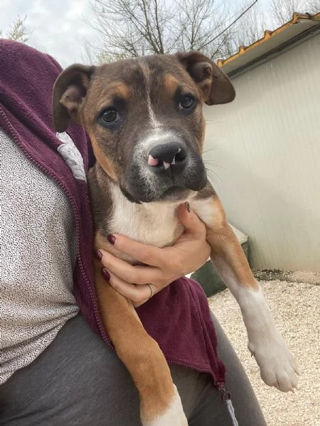 LO SPLENDIDO CHOCO | Foto 1