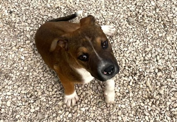 LO SPLENDIDO CHOCO | Foto 0