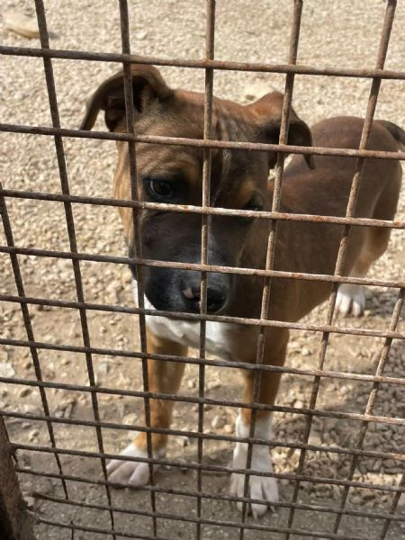 IL SIMPATICO CHOCO | Foto 5