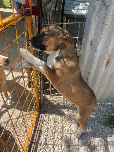 IL SIMPATICO CHOCO | Foto 4