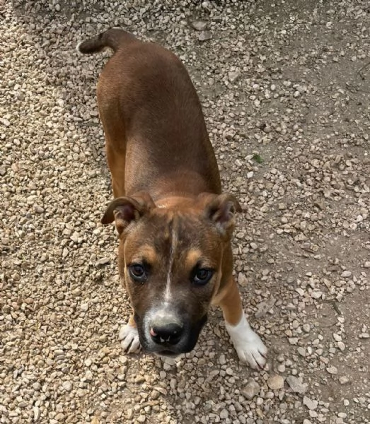 IL SIMPATICO CHOCO | Foto 2