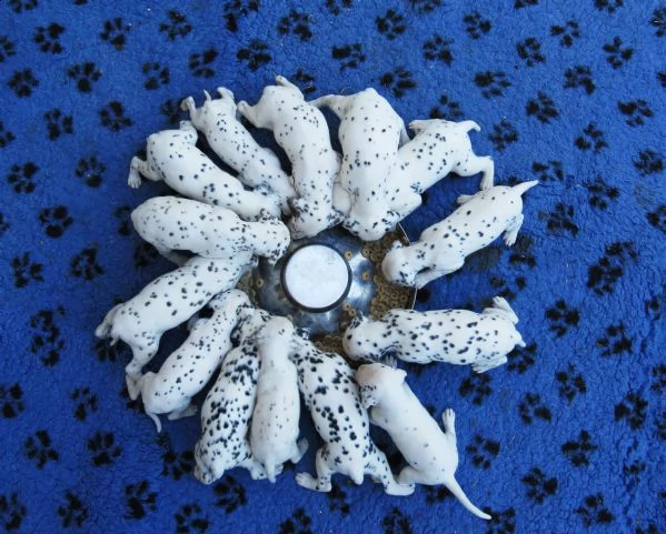 dalmata cuccioli con pedigree | Foto 3