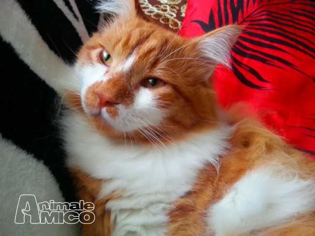 Gatti A Pelo Lungo In Regalo A Firenze Accordo Premio Di Risultato