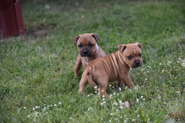 Vendita cuccioli di staffordshire bull terrier | Foto 6