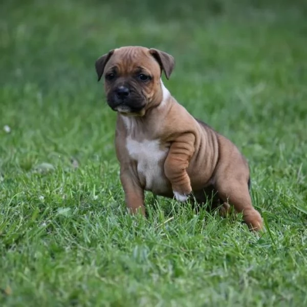 Vendita cuccioli di staffordshire bull terrier | Foto 4