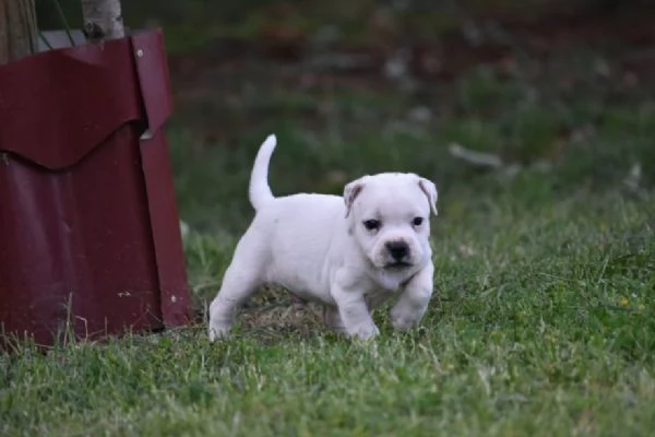 Vendita cuccioli di staffordshire bull terrier | Foto 3