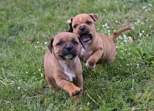 Vendita cuccioli di staffordshire bull terrier