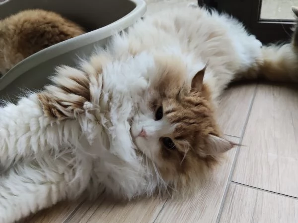 Cucciolone  gatto Siberiano 