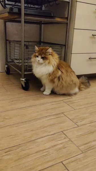 Cucciolone  gatto Siberiano  | Foto 2